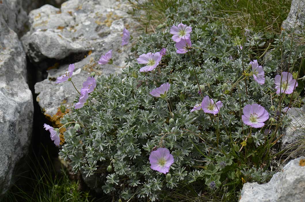 Geranium argenteum / Geranio argentino